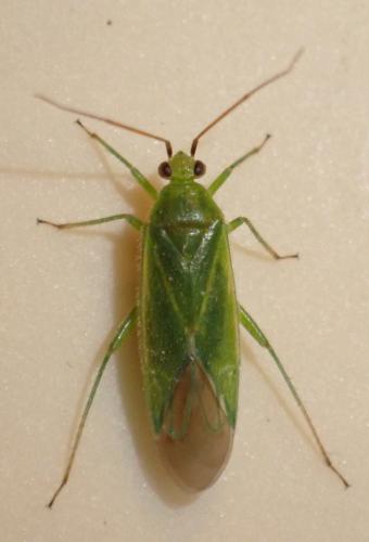 Réf. 358 722 : Orthotylus marginalis